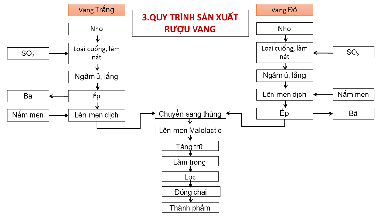 Quy trình sản xuất rượu vang nho tổng quát